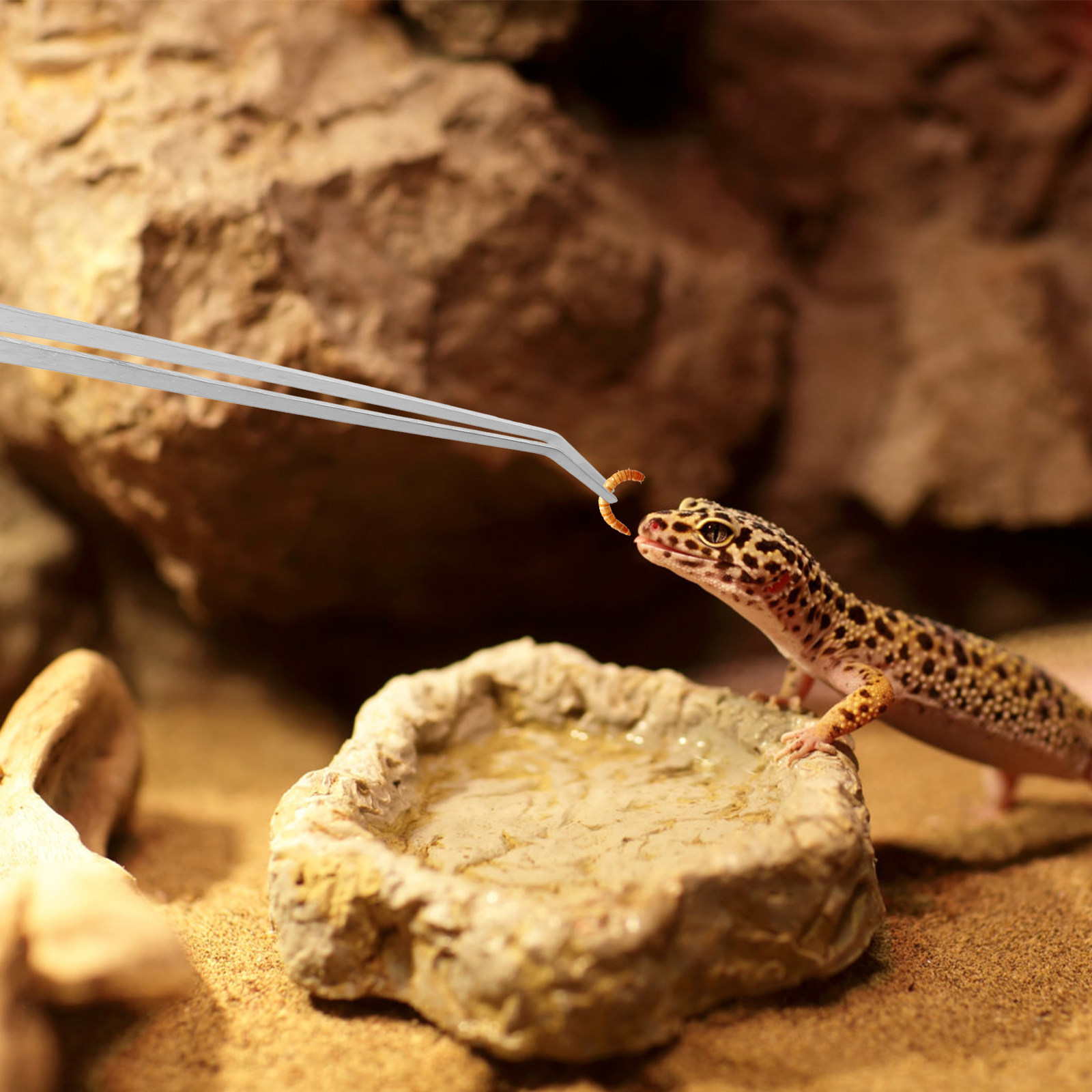 6 Stück Reptilien-Fütterungsza – Feeding Tong Stainless Bewertung und Preis