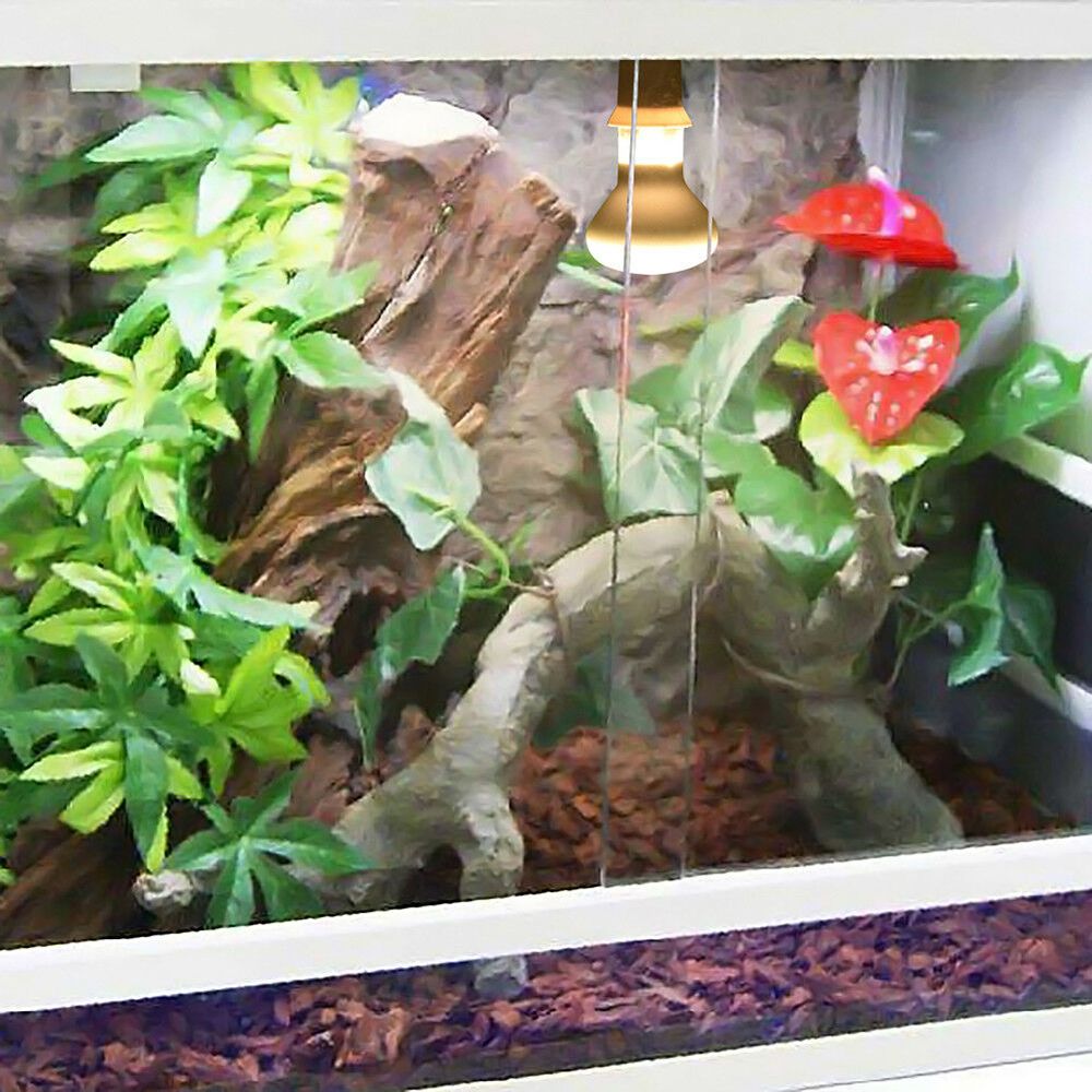 Schildkröten-Heizlampe, Wärmel – Basking Bulb Halogen Bewertung und Preis