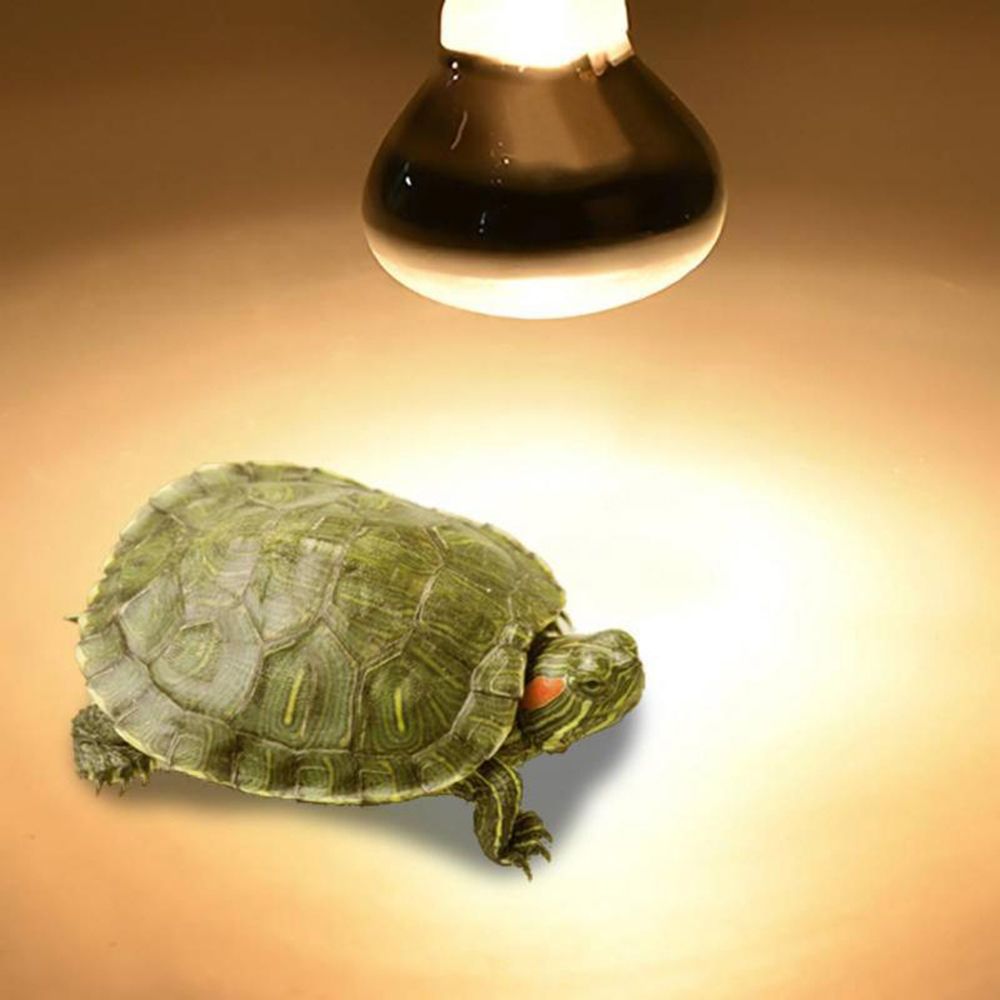 Schildkrötenheizlampe Reptilie – Basking Bulb Halogen Bewertung und Preis